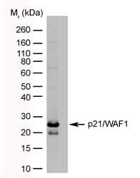 Monoclonal Mouse anti-Human CDKN1A / WAF1 / p21 Antibody (clone WA-1, WB)