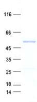 Human NSUN7 Protein (Recombinant His, N-Terminal)