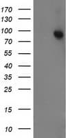 STAT5A Antibody (clone OTI3D2)