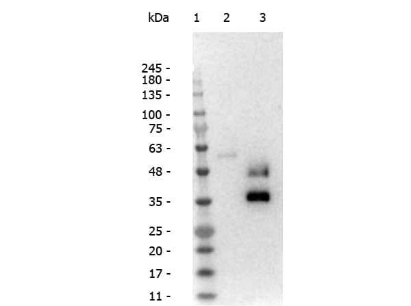 Polyclonal Rabbit anti-Llama Llama IgG2 Antibody (IHC, WB)