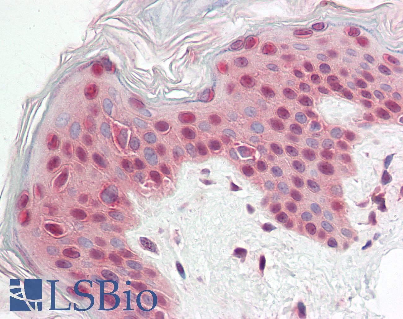 VCP Antibody (C-Terminus)