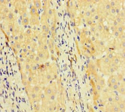 TCF4 Antibody