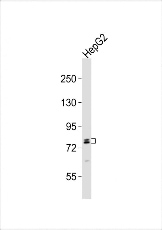 IHC-plus™ Polyclonal Rabbit anti-Human RFX4 Antibody (aa684-720, IHC, WB)