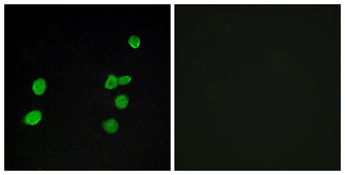 MAPK6 / ERK3 Antibody