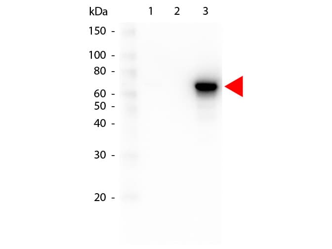 AKT3 Antibody (Internal, clone 25F6.F6.D8)