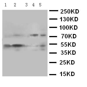 SMAD5 Antibody (aa248-267)