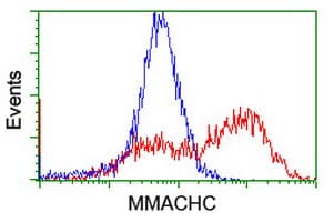 MMACHC Antibody (clone OTI1B7, Carrier-free)