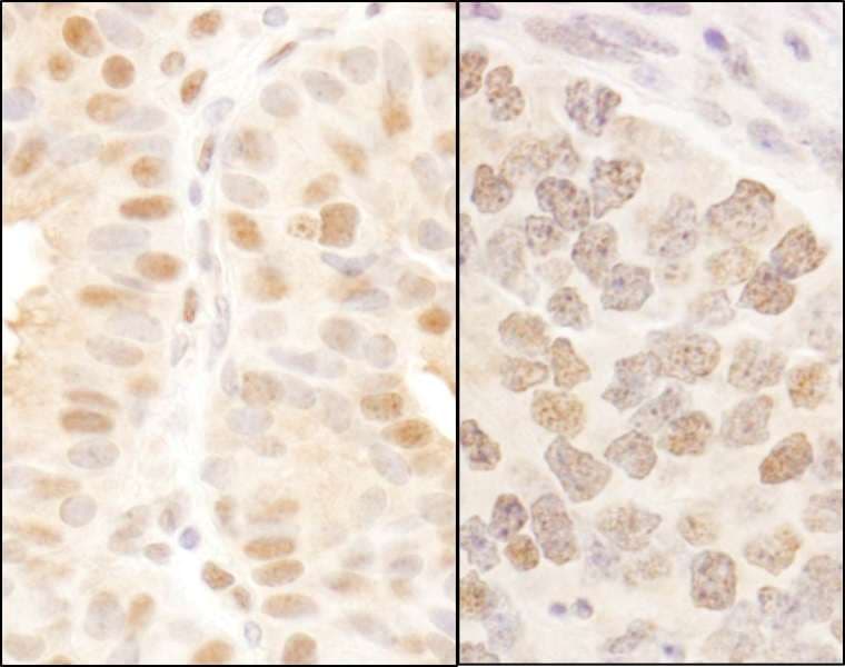 MAML3 / CAGH3 Antibody (aa1100-C-term)