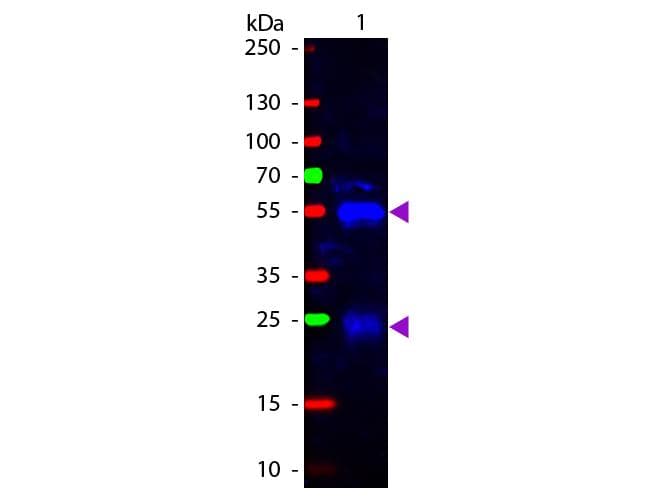Goat Anti-Rabbit IgG Secondary Antibody (FITC)