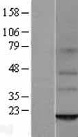 ORMDL2 Protein (Over-Expression Lysate Myc-DDK (Flag))