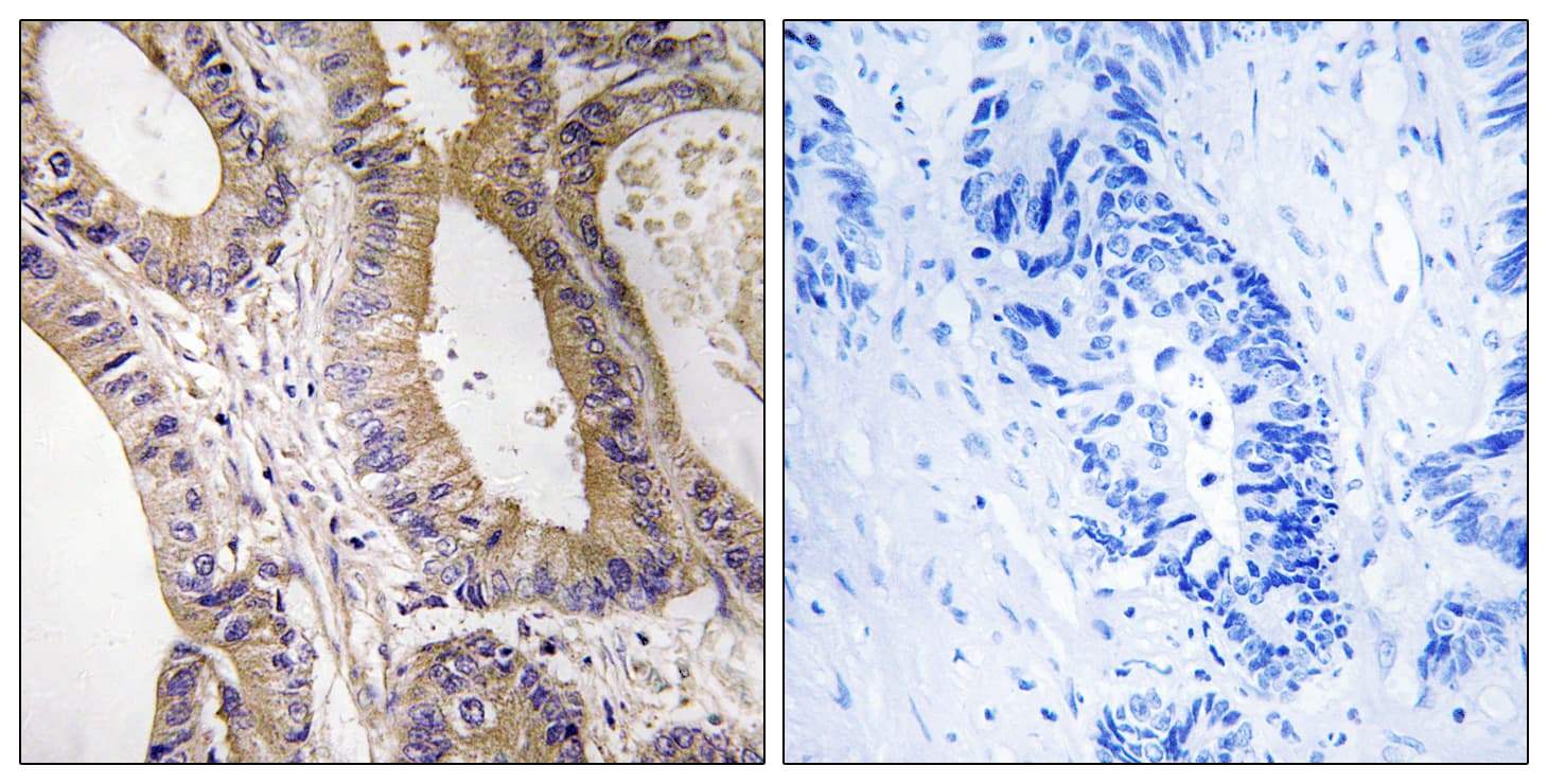 STK24 / MST3 Antibody (aa319-368)