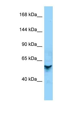 ZNF678 Antibody (aa221-270)