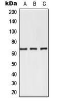 SELE / CD62E / E-selectin Antibody (N-Terminus)