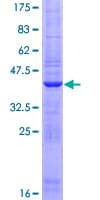 Human FARP1 / CDEP Protein (Recombinant GST)