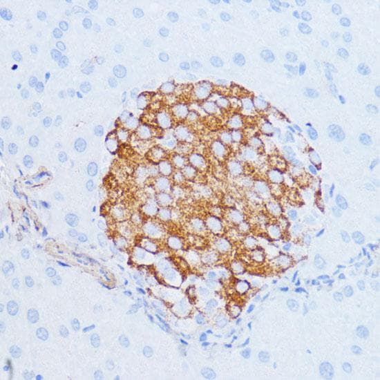 NOTCH3 Antibody
