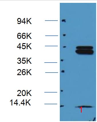 Polyclonal Rabbit anti-Human MAPK3 / ERK1 Antibody (IHC, IF, WB)