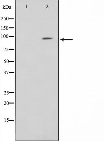 CLOCK Antibody