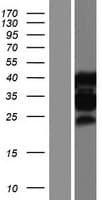 MBNL1 / MBNL Protein (Over-Expression Lysate Myc-DDK (Flag))
