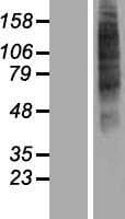 Human OR52I2 Protein (Over-Expression Lysate Myc-DDK (Flag))