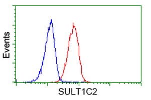 Monoclonal Mouse anti-Human SULT1C2 / Sulfotransferase 1C2 Antibody (clone OTI2F5, WB)