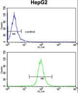 TNFAIP2 Antibody (aa456-484)