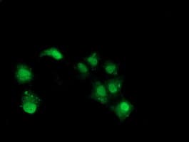 NHEJ1 / XLF Antibody (clone OTI1E2)