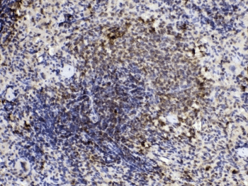 PPIA / Cyclophilin A Antibody
