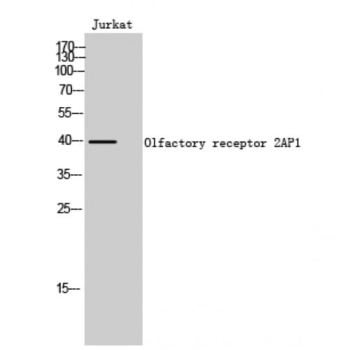 Polyclonal Rabbit anti-Human OR2AP1 Antibody (200-280 aa, C-terminal, IF, WB)