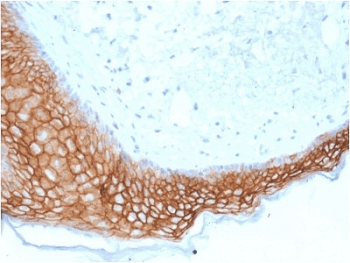 TROP2 / TACSTD2 Antibody (clone TACSTD2/2153, Azide-free, BSA-free)