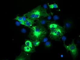 SPRING / TRIM9 Antibody (aa284-669, clone OTI3C9, Carrier-free)