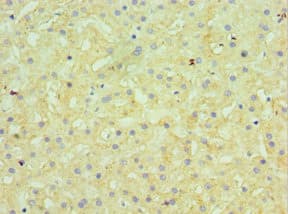 GUSB / Beta Glucuronidase Antibody (aa382-651)