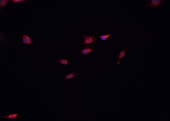 SOX2 Antibody