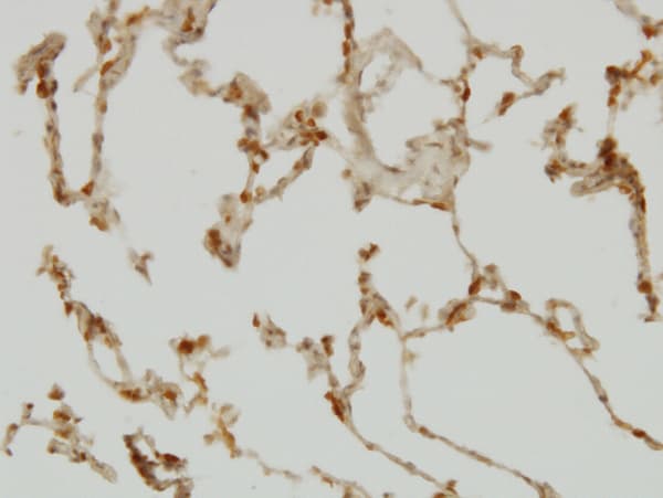 SH2D4A Antibody (clone 3G8)