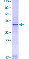 Human PAX7 Protein (Recombinant GST, N-terminus)