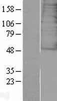 GALR3 / Galanin Receptor 3 Protein (Over-Expression Lysate Myc-DDK (Flag))