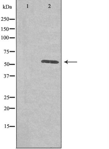 PLK5 Antibody