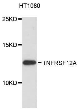 TNFRSF12A / TWEAK Receptor Antibody
