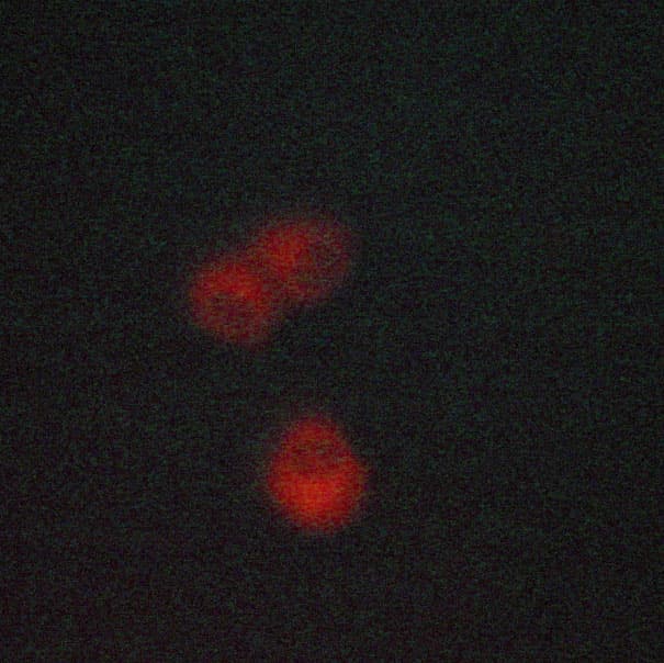 Polyclonal Rabbit anti-Human CYP17 / CYP17A1 Antibody (IHC, IF, WB)