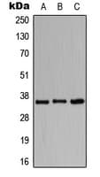 CD157 Antibody (Internal)
