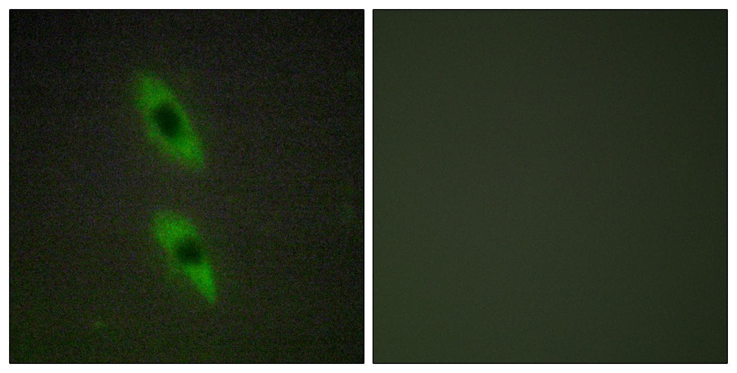 FADD Antibody