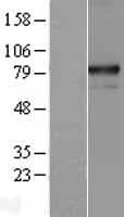 Human MTA1 Protein (Over-Expression Lysate Myc-DDK (Flag))