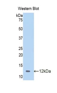 CCL4 / MIP-1 Beta Antibody (aa24-92)
