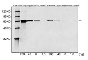 Myc Tag Antibody (c-Myc epitope)