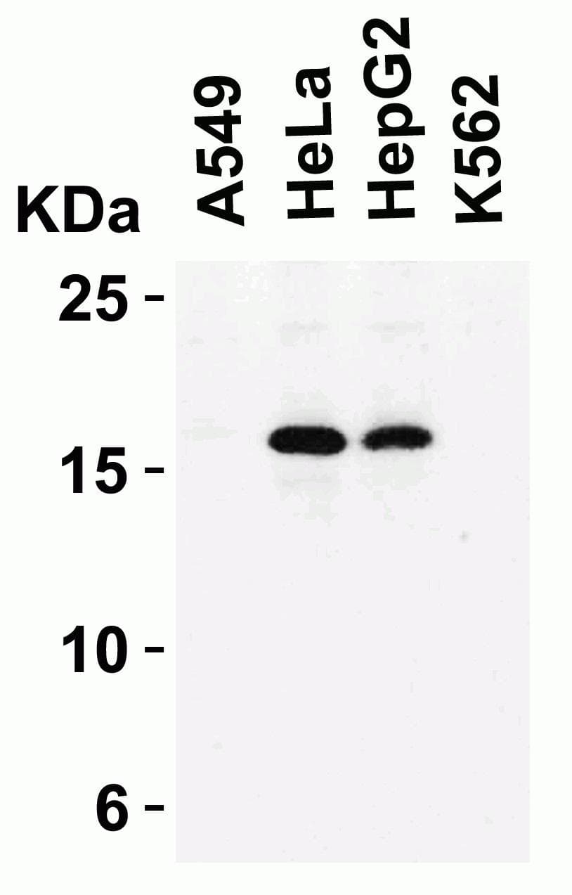 IHC-plus™ p16INK4a / CDKN2A Antibody