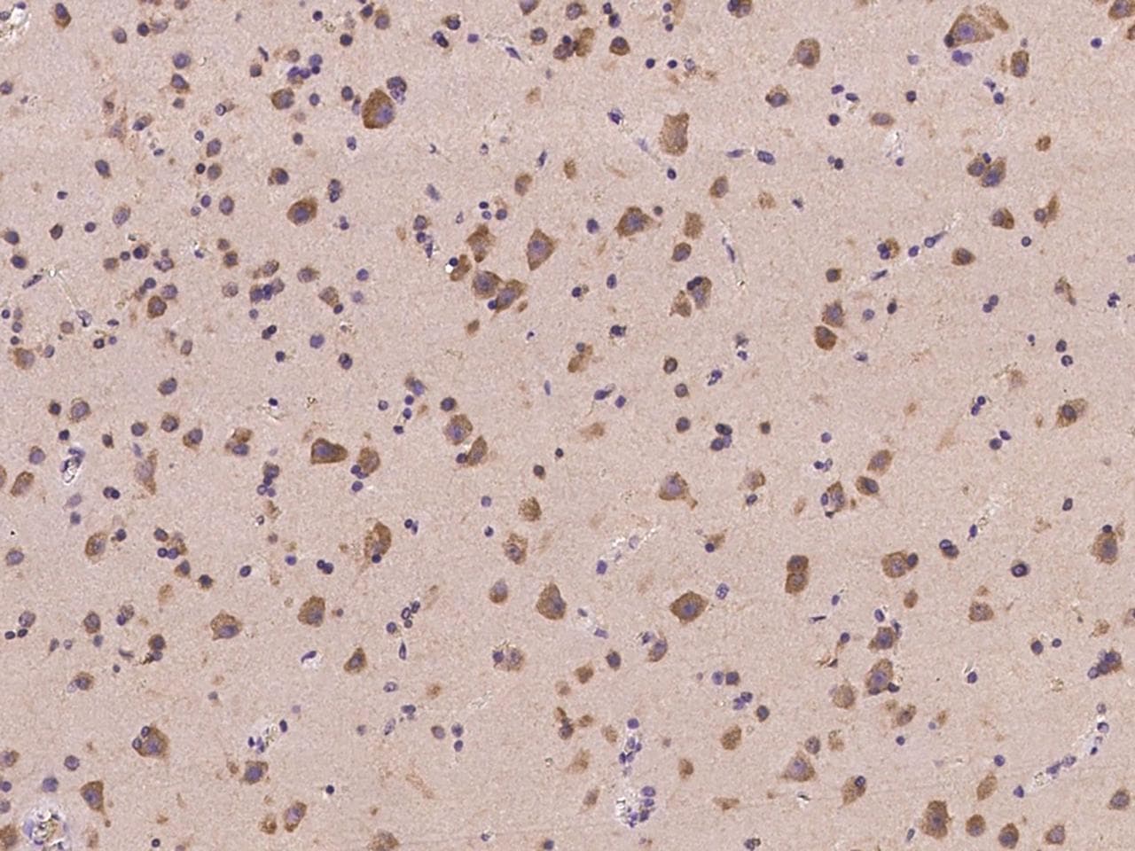 Polyclonal Rabbit anti-Human GPRASP1 / GASP-1 Antibody (IHC, IF)
