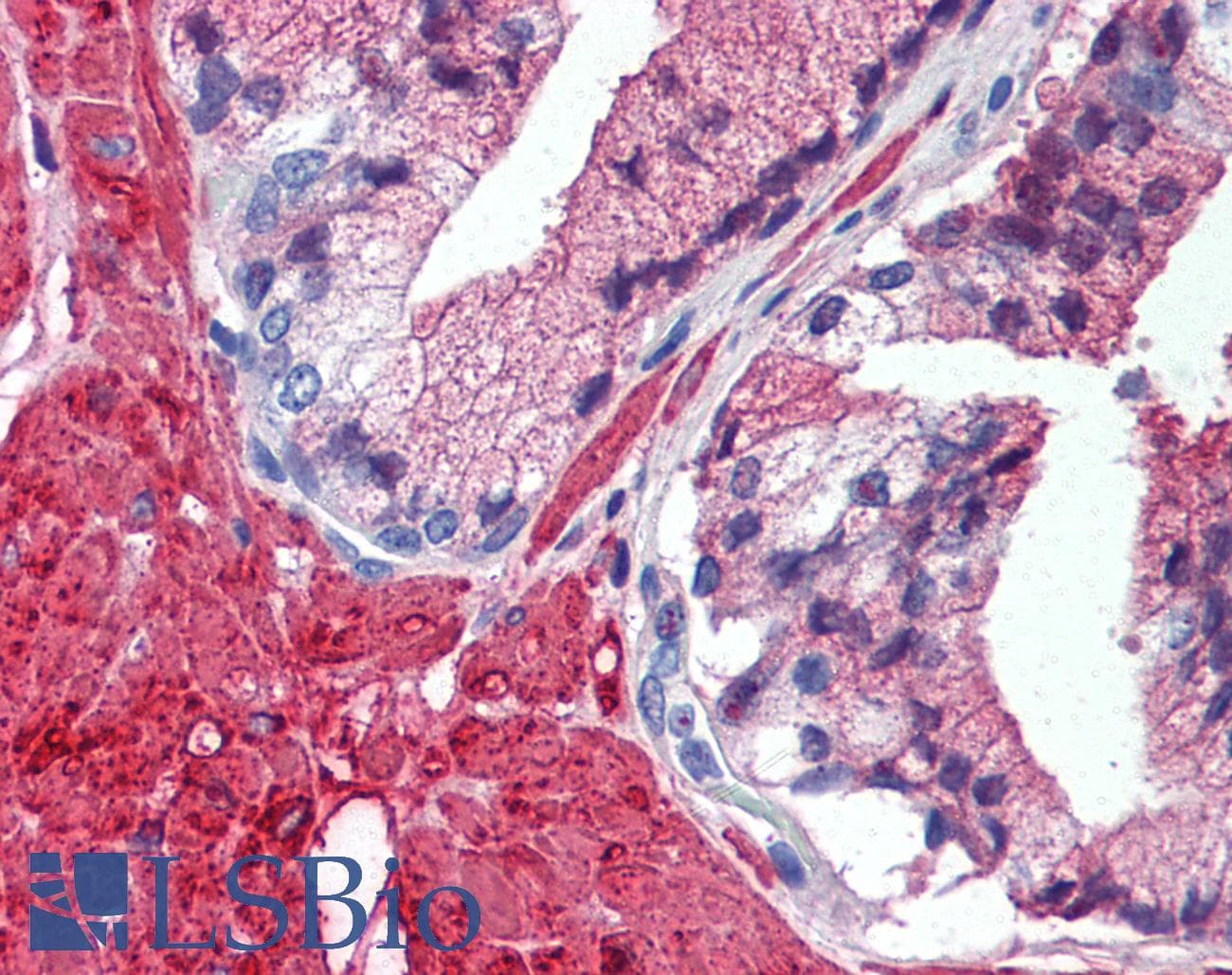 IHC-plus™ Monoclonal Mouse anti-Human TRAF2 Antibody (clone 33A1293, aa205-222, IHC, WB)