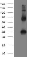 SNAI2 / SLUG Antibody (clone OTI1G7, Carrier-free)