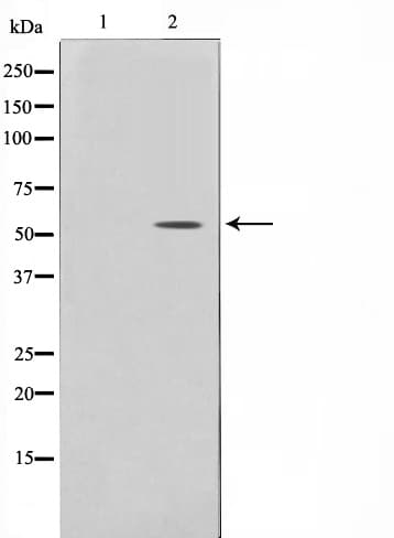 SMAD6 Antibody