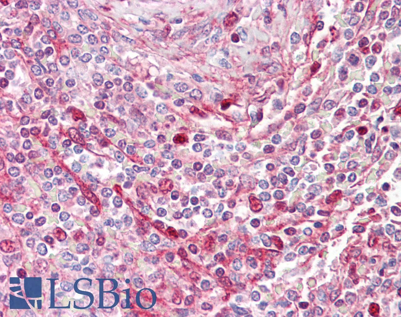 IHC-plus™ RGS19 Antibody (aa1-50)