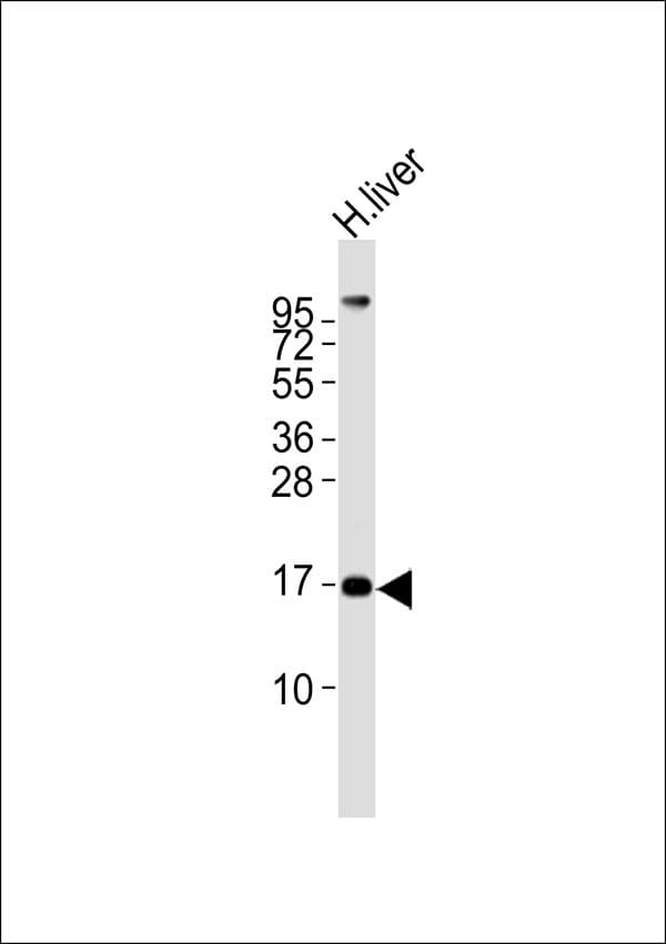 MGST2 Antibody